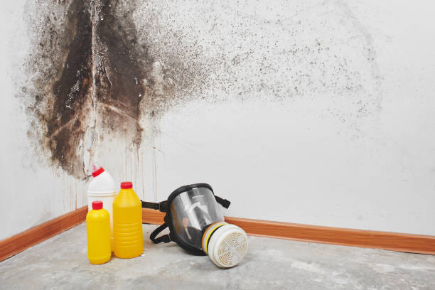 Best Industrial Mold Remediation in Mebane, NC
